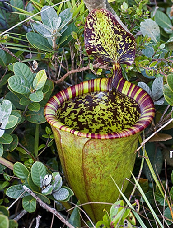 Carnivorous plants: the meat-eaters of plant world | History