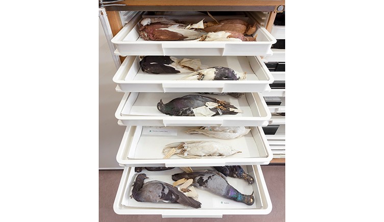 Museum drawers filled with various breeds of pigeons 