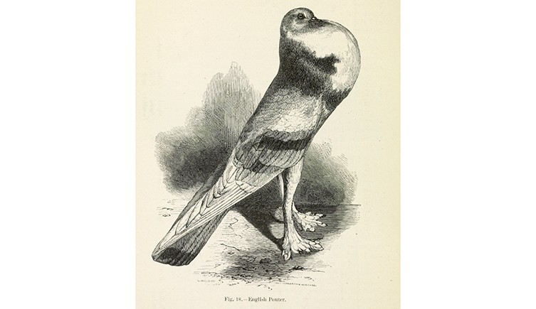 Original line drawing of an English Pouter pigeon from the book Variation in Animals and Plants under Domestication by Charles Darwin