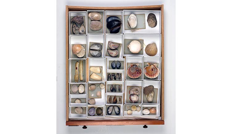 A collection of shells in a museum drawer.