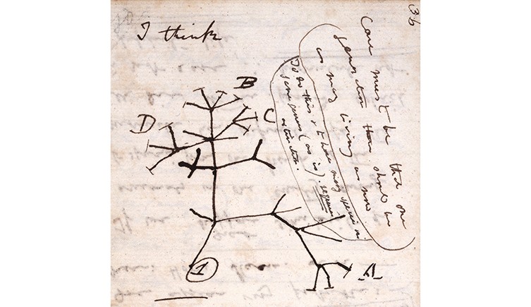 Darwin's first sketch of the tree of life, found in one of his notebooks from 1837