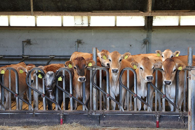 Dairy cows on a farm