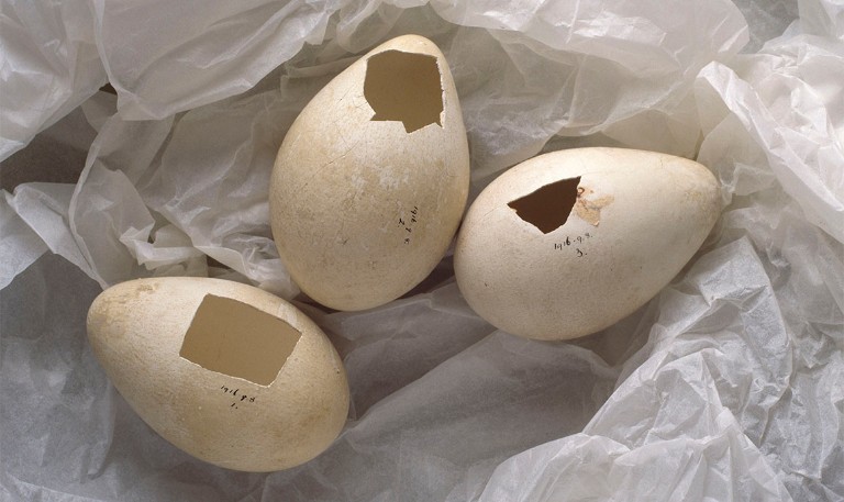 Egg Artifacts in the Museum Collection - Lambton County Museums