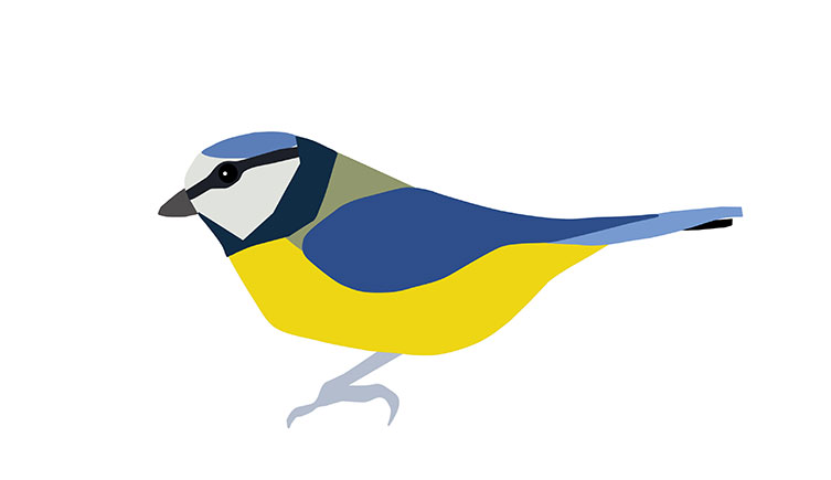 Illustration of a blue tit, showing its yellow front, blue back, blue head and white face with a black stripe
