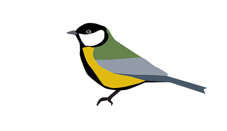 Illustration of a great tit, showing its yellow front and longways black band, its greenish back and its black head with white cheeks