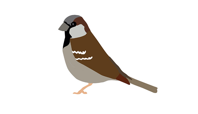 Illustration of a house sparrow, showing its greyish-brown head and front, darker brown wings and black throat and eye stripe