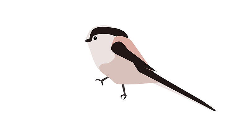 Illustration of a long-tailed tit, showing its plump white and pale-pinkish-brown body, black wings, long black tail and black stripe above its eyes