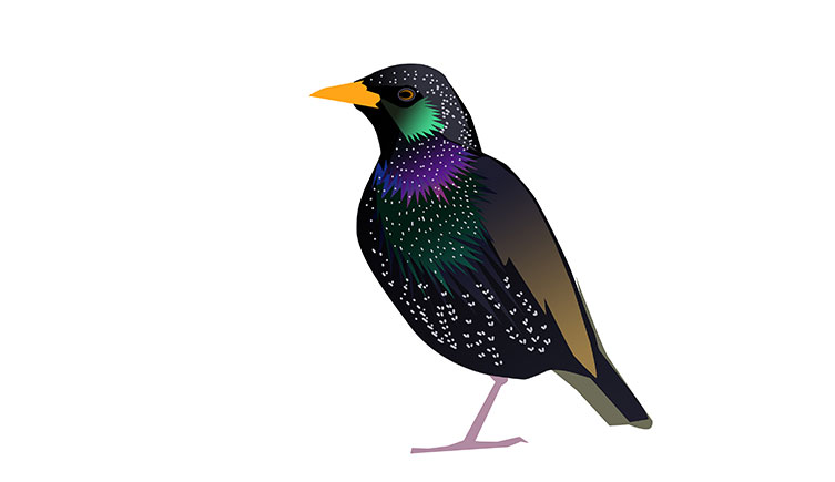 Illustration of a starling, showing its yellow beak and iridescent body with pale flecks