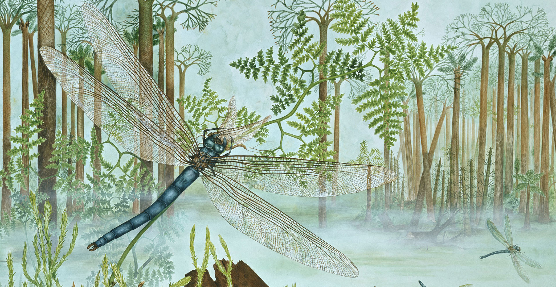 Griffinflies: The earliest flying insects | Natural History Museum