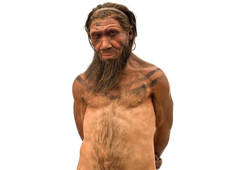 Who Were The Neanderthals Natural History Museum