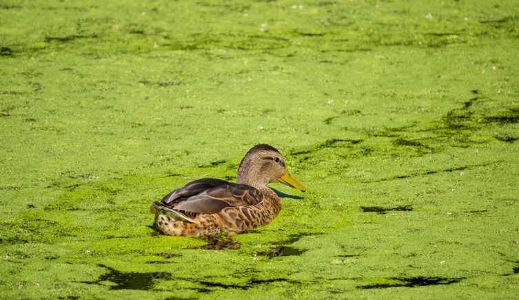 A duck swims through a layer of algae