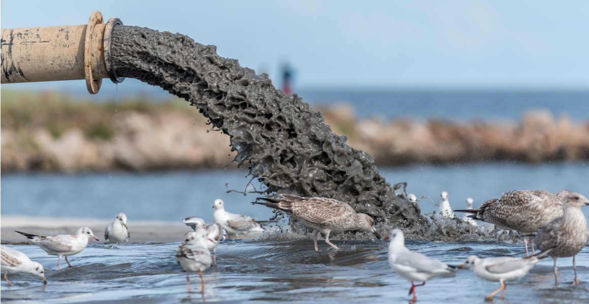 Sludge is pumped from a pipe in front of seabirds