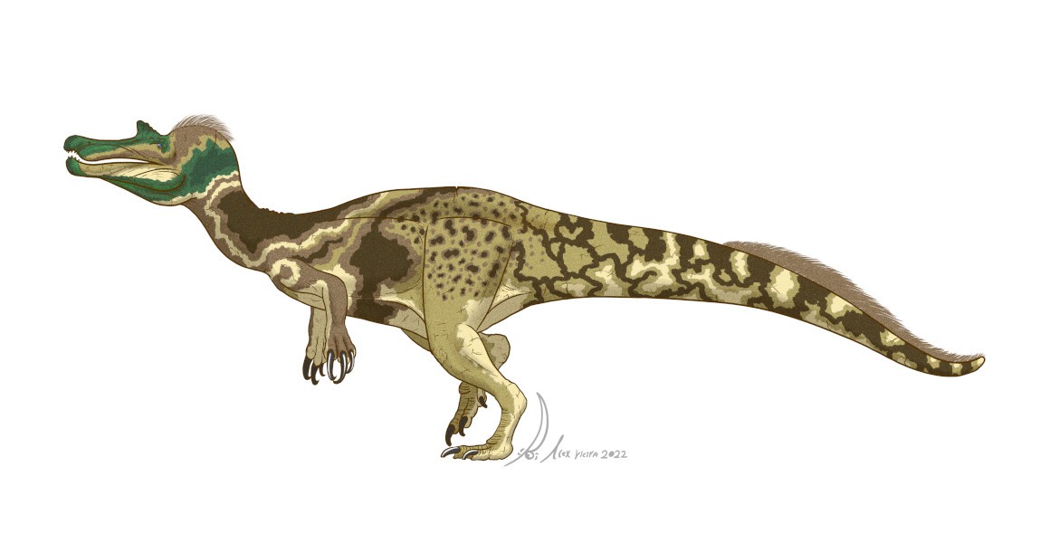 New species of spinosaur suggests the predators co-existed in western ...