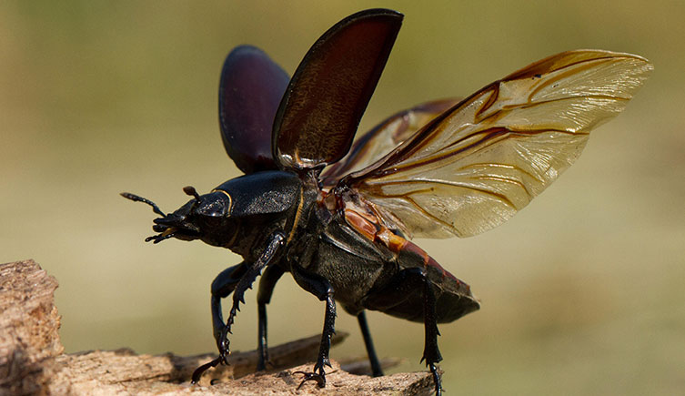 A female stag beetle about to fly