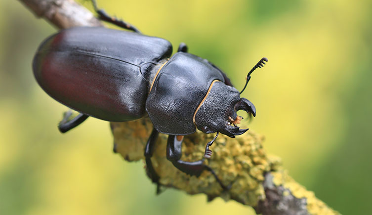 A female stag beetle on a twig