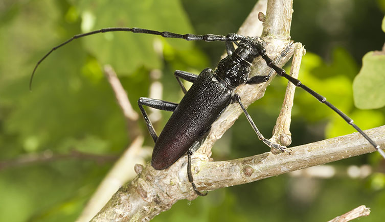 A great Capricorn beetle