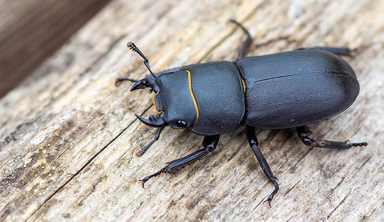 A lesser stag beetle
