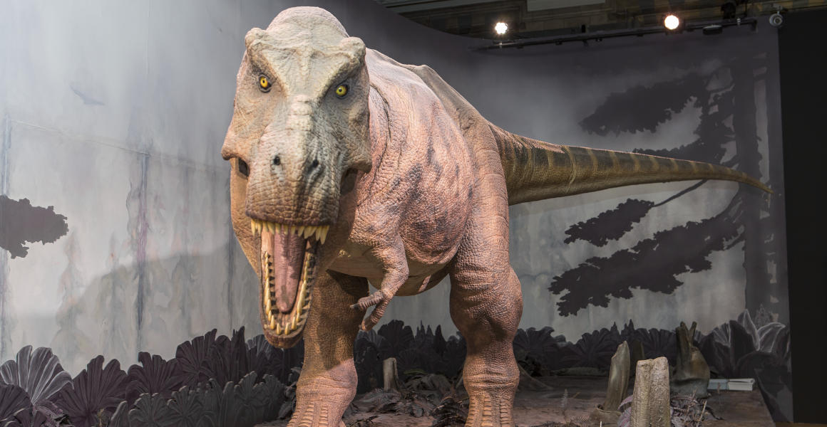 Scientists propose Tyrannosaurus had three species, not just 'rex