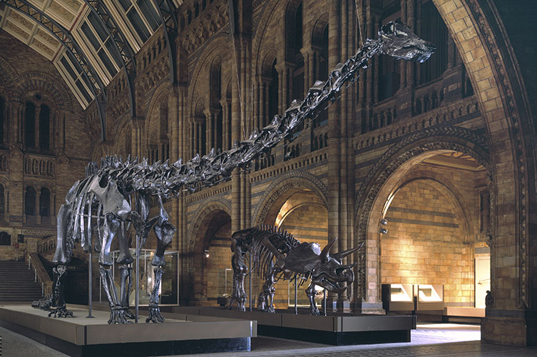 Photo of Dippy and Triceratops in Hintze Hall
