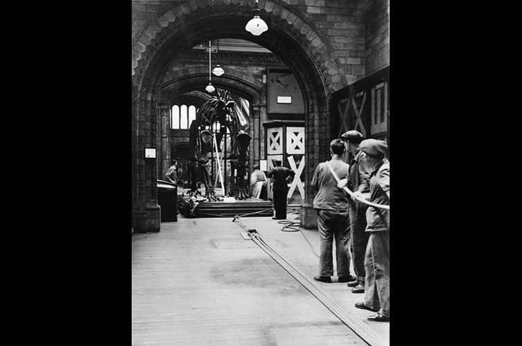 Black and white photo of people hauling Dippy's torso and legs through a Museum corridor in April 1940