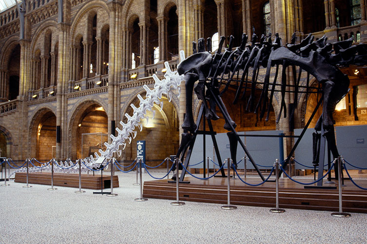 Photo showing Dippy with a cardboard tail