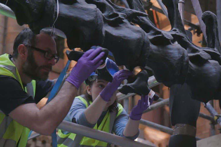 Photo of Museum conservators removing two of Dippy's coat-hanger-shaped tailbones