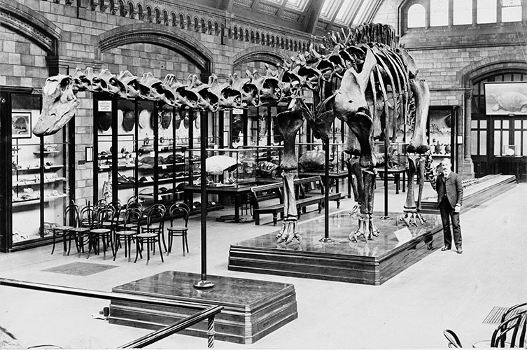 Black and white photo of Dippy next to Arthur Coggeshall, the man in charge of the specimen's construction