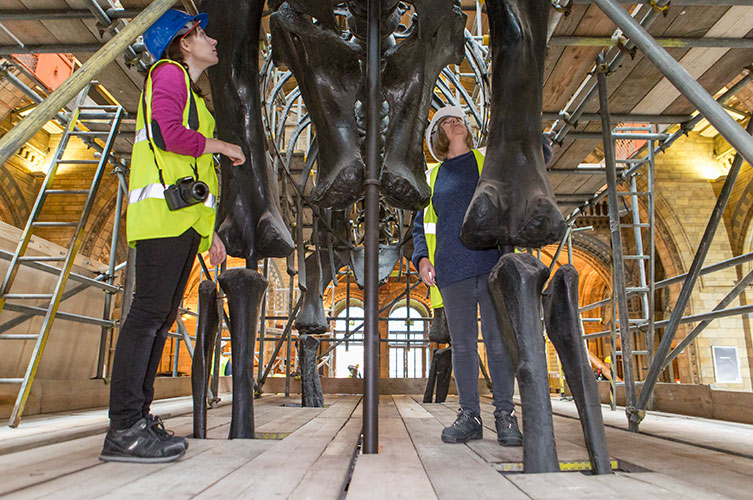 Photo of Museum conservators next to Dippy's legs during his deinstallation