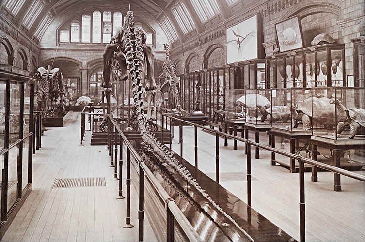 Black and white photo of a rear view of Dippy in the Reptile gallery in 1911, alongside tortoises in glass cases