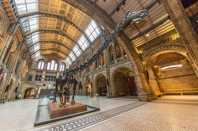 Photo of Dippy with Hintze Hall's impressive ceiling in view