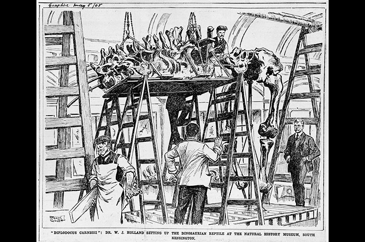 Illustration of Dippy being built, featured in weekly newspaper The Graphic in 1905