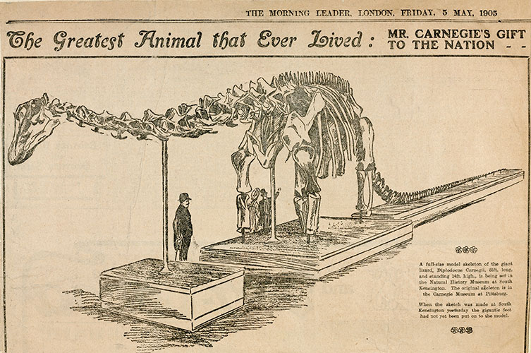 Drawing from the Morning Leader newspaper on 5 May 1905 with the headline 'The Greatest Animal that Ever Lived: Mr Carnegie’s Gift to the Nation'