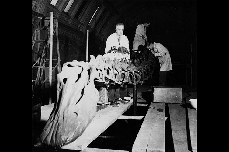 Black and white photo of staff remounting Dippy in the Fossil Reptile gallery