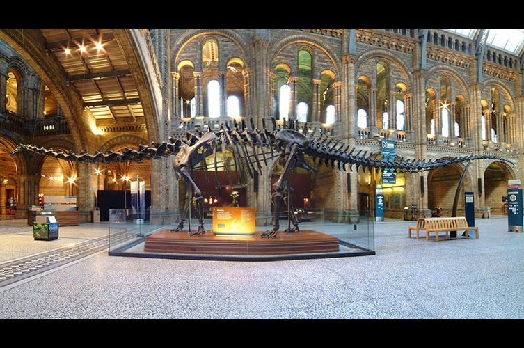 Photo of Dippy in Hintze Hall, with the tail off the ground, taken from the side
