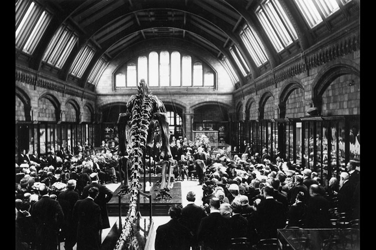 Black and white photo of Dippy surrounded by a crowd at his unveiling at the Museum in 1905