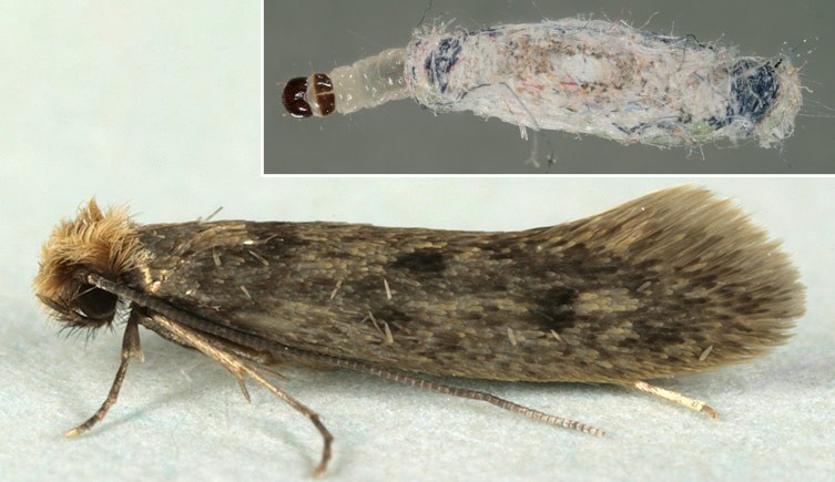 Identifying moths: clothes moths vs. pantry moths - Plantura