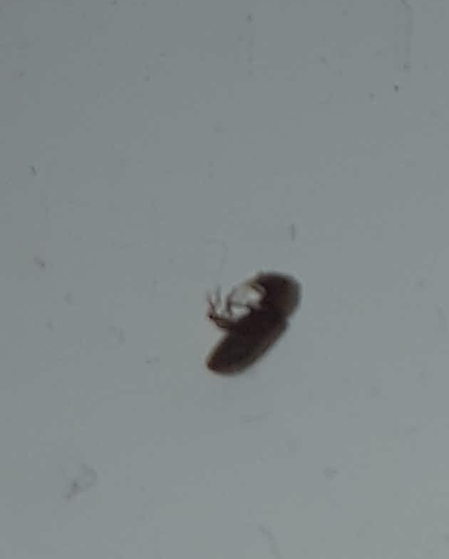 NaturePlus: Please help ID these small black flying bugs on window sill
