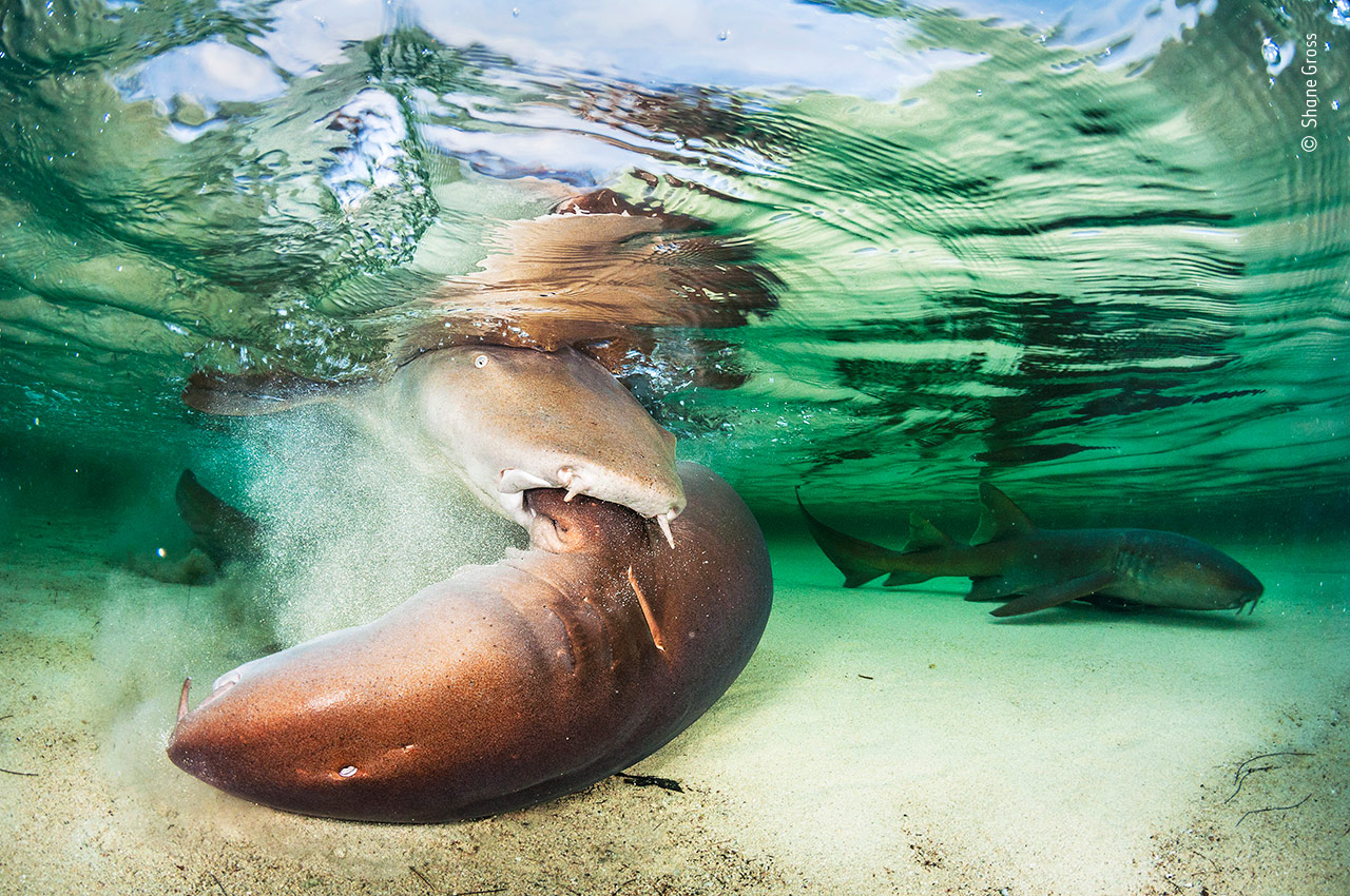 Shark Sex In The Shallows Wildlife Photographer Of The Year Natural 